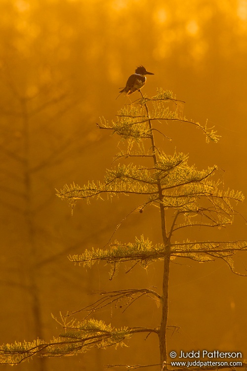 Belted Kingfisher, Everglades National Park, Florida, United States